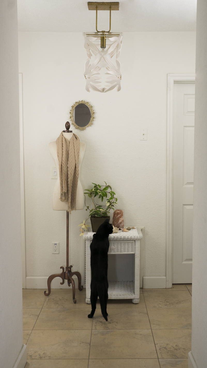 Kangaroo Paw Front Interior Design Image with Troublemaker Cat - Grove Above