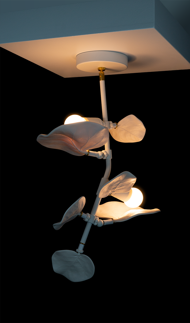 Seagrape Mini - Grove Above
